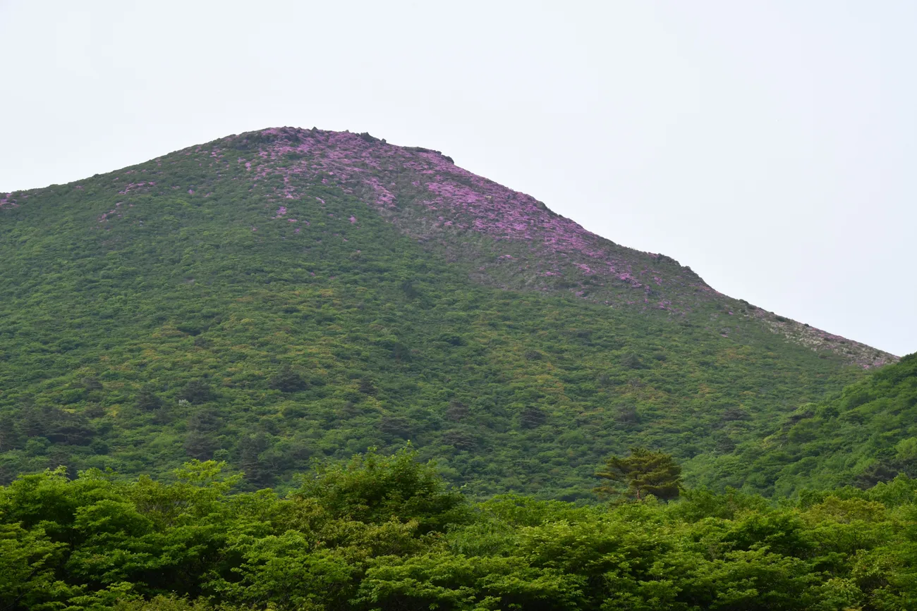 九重山・平治岳 ミヤマキリシマ登山