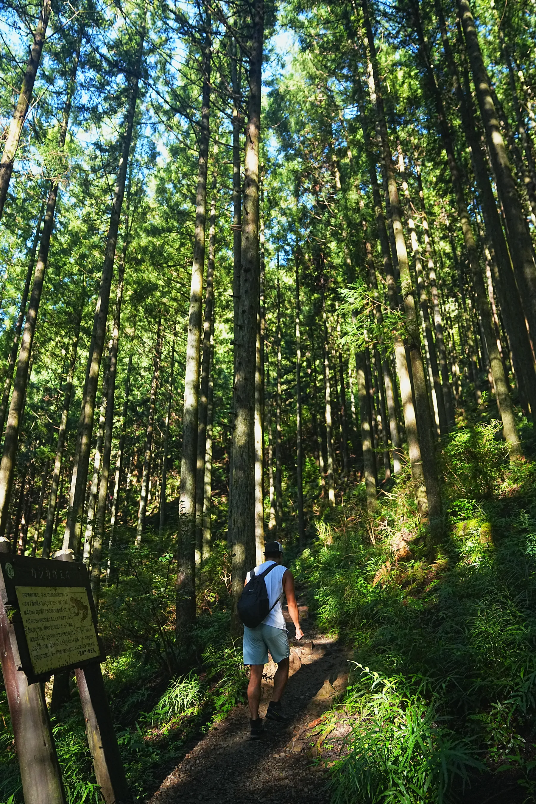 棒ノ折山/棒ノ嶺　初心者でも簡単沢歩き登山