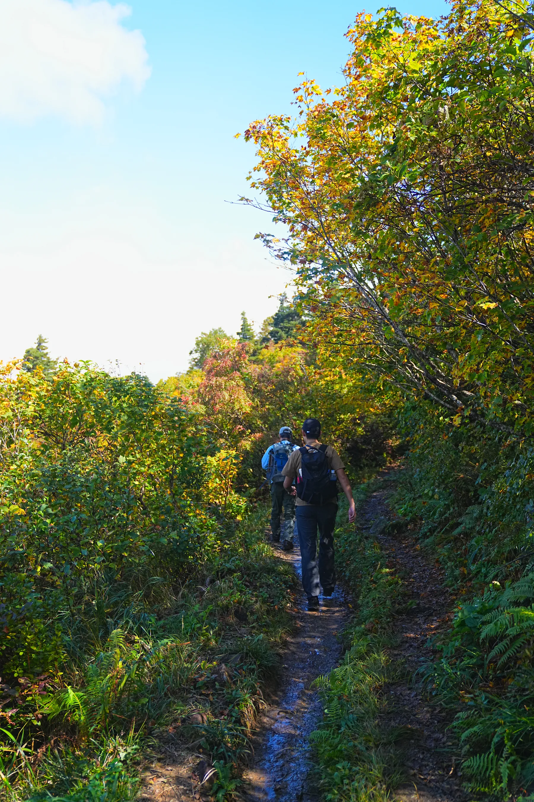 紅葉に染まる 東北・栗駒山 紅葉ハイキング