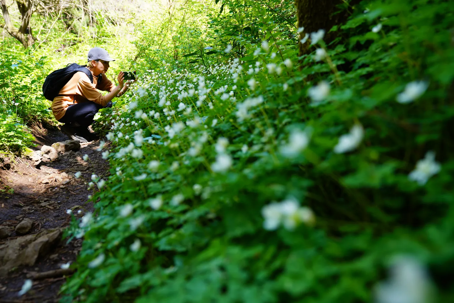 南高尾ニリンソウ　ハイキング
