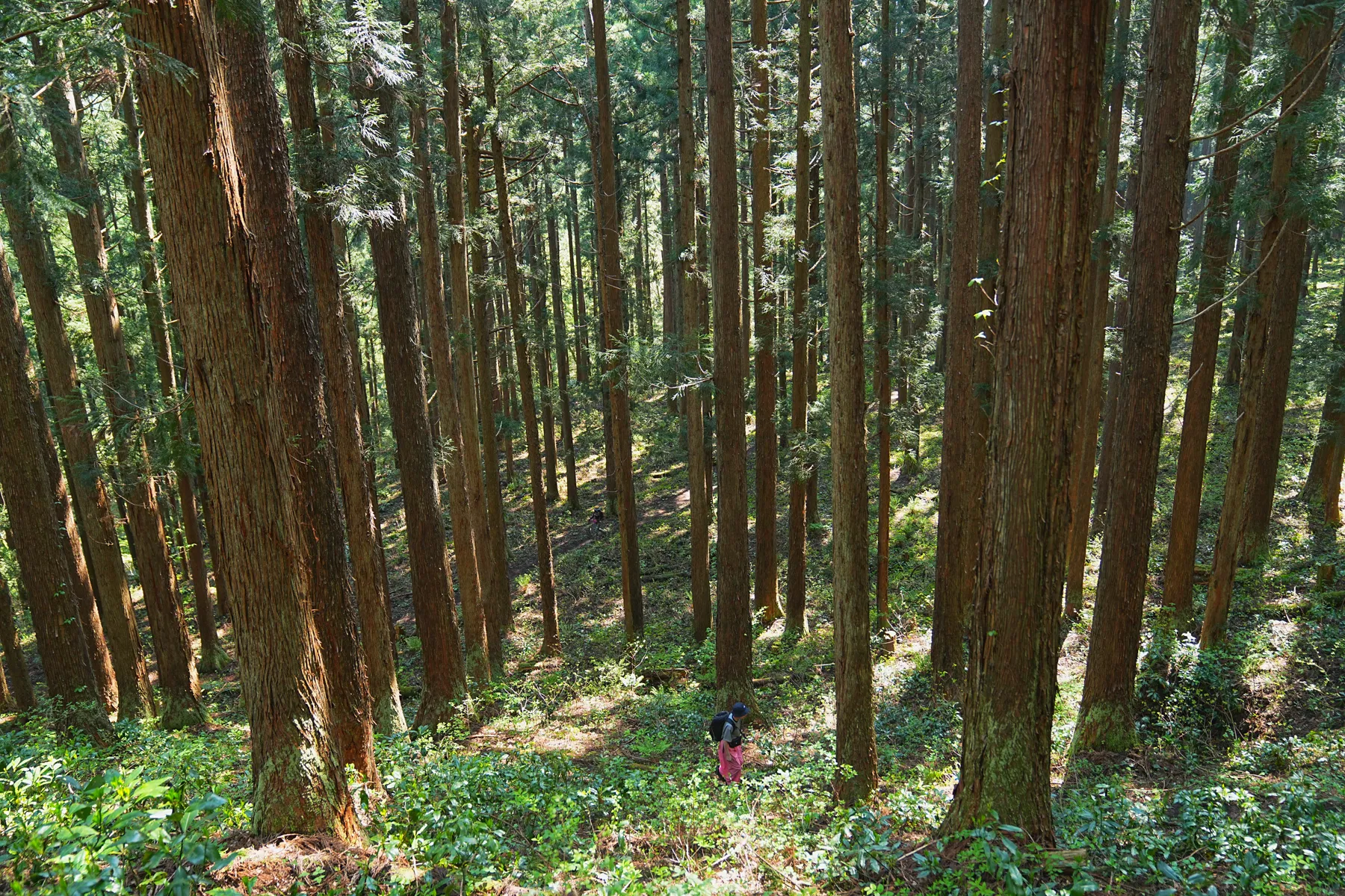 石川県小松市 奥城山 シャクナゲ満開レポート
