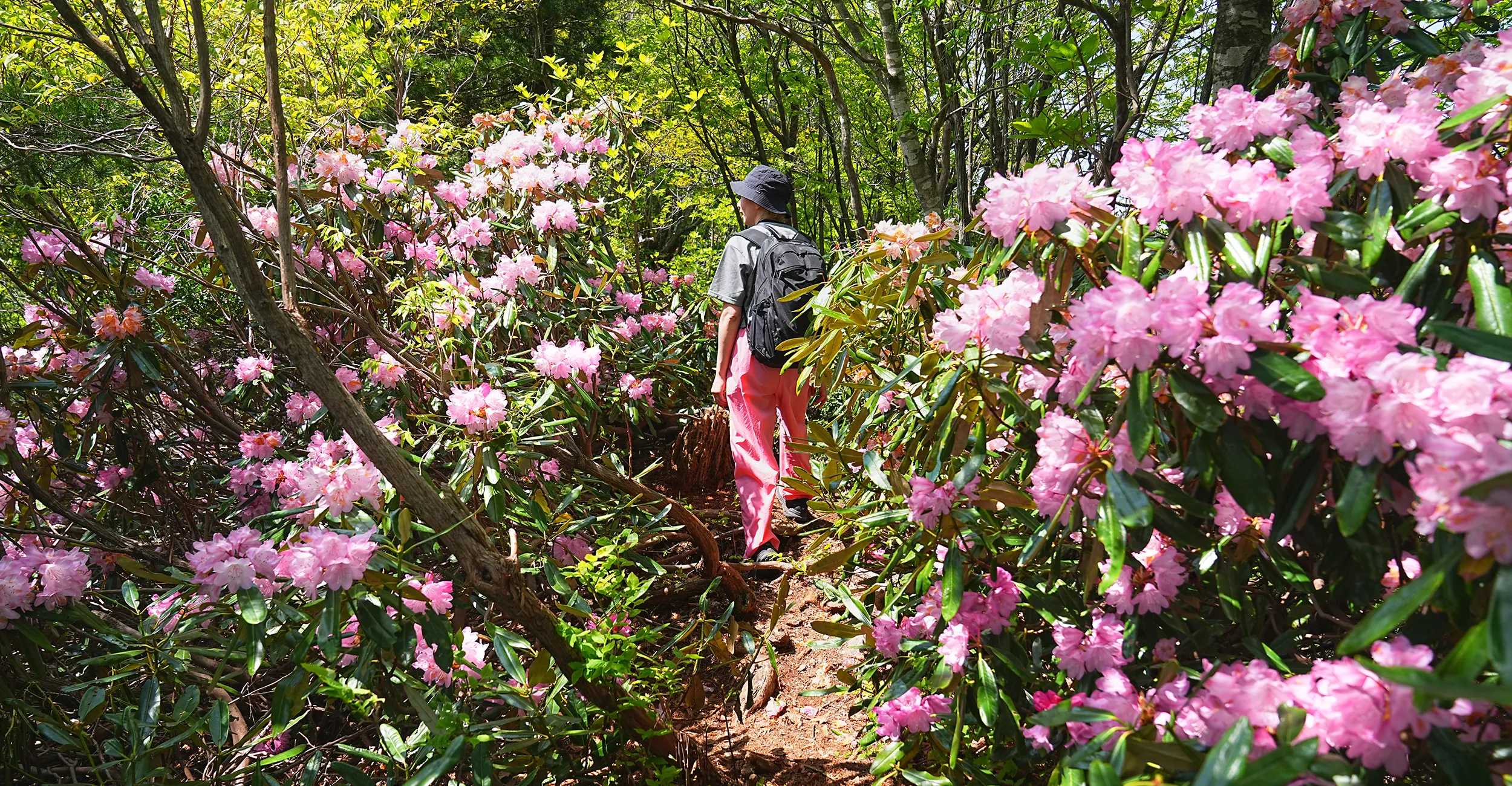 石川県小松市 奥城山 シャクナゲ満開レポート