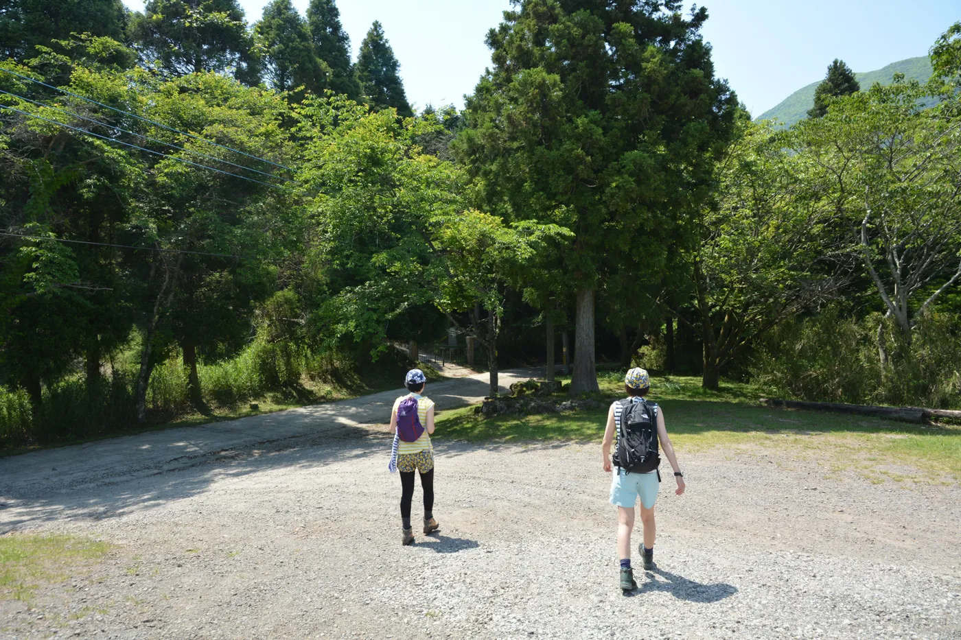 鶴見岳 ミヤマキリシマ登山