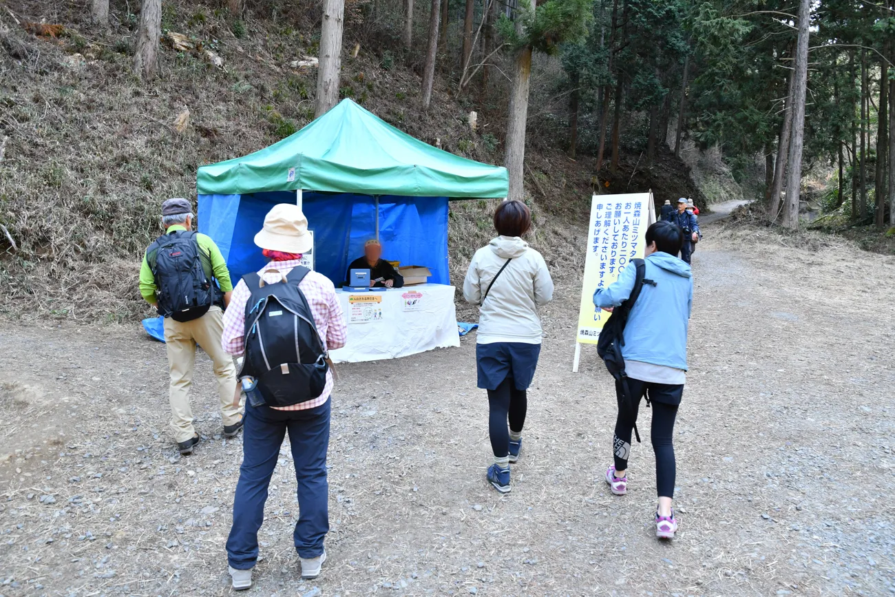 焼森山 ミツマタ満開ハイキング